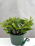 Black Pagoda Black Lipstick Plant - Plant Proper - 6" Pot