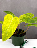 Philodendron Painted Lady - Plant Proper - 6" Pot