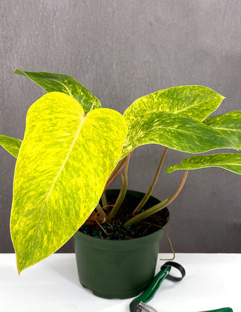 Philodendron Painted Lady - Plant proper - 4" Pot