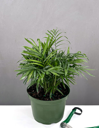 Parlor Palm - Indoor Plant - House Plant - Plant Proper - 6" Pot