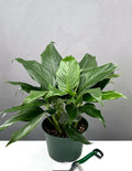 Peace Lily - Plant Proper - 6" Pot