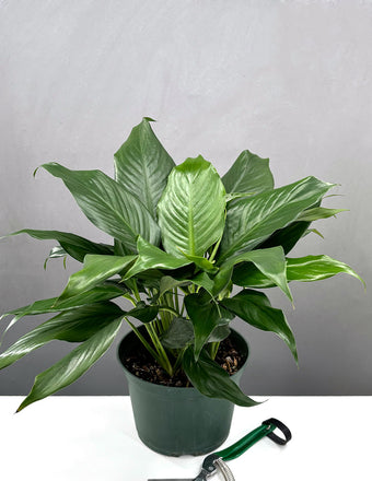 Peace Lily - Plant Proper - 6" Pot