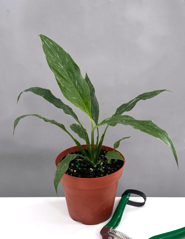 Peace Lily Domino Singles - Plant Proper - 4" Pot