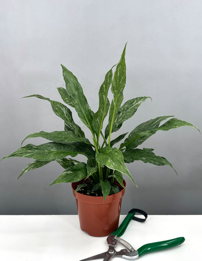 Peace Lily Domino - Plant Proper - 4" Pot