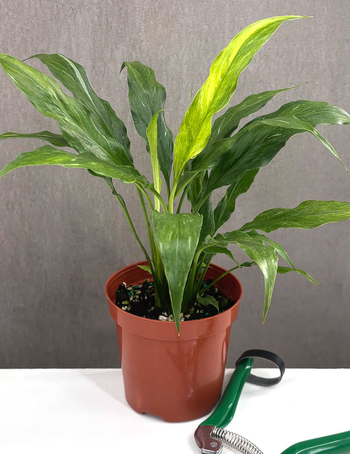 Peace Lily 'Domino' 4
