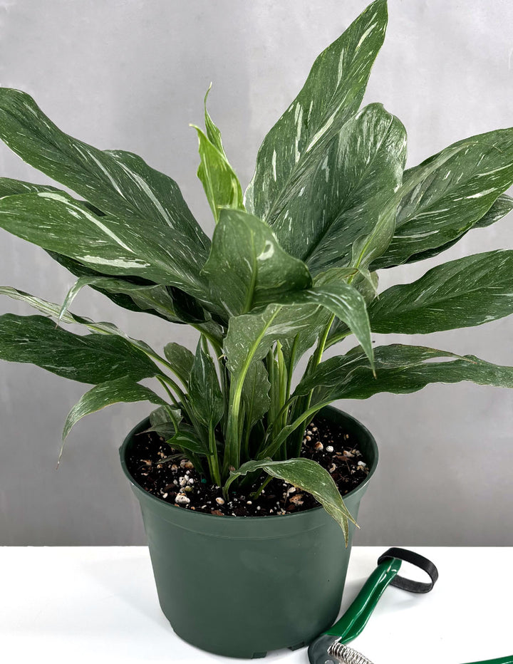 Peace Lily 'Domino' 4