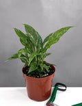 Peace Lily Domino Clump - Plant Proper - 4" Pot