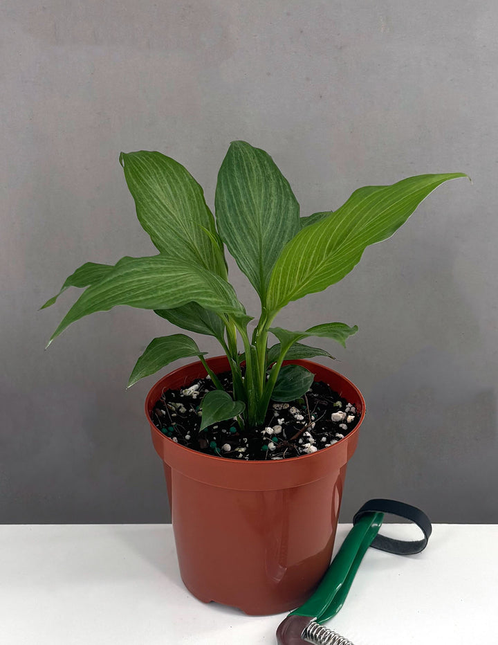 peace lily mist Peace Lily Platinum Mist