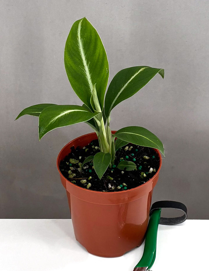 Peace Lily Silver Streak | Houseplant