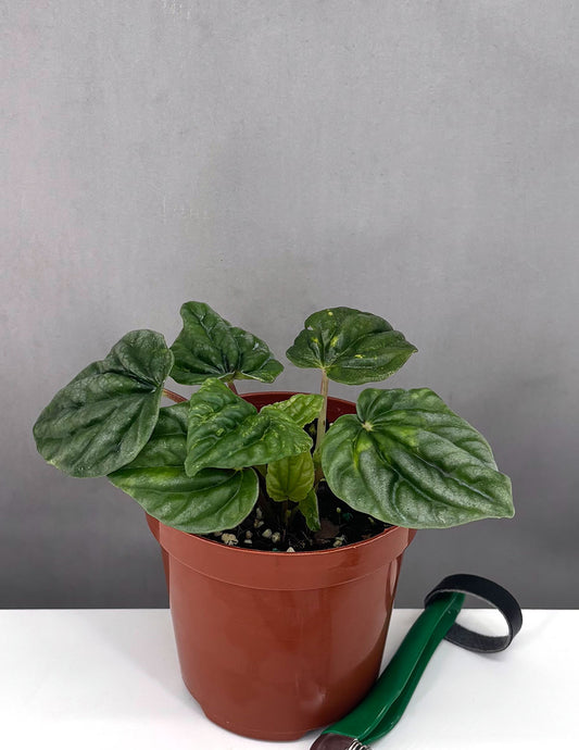 Peperomia Caperata Buenos Aires - Plant Proper - 4" Pot