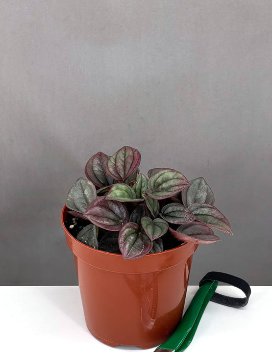 Peperomia Cayenne