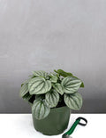 Peperomia Frost - Plant Proper - 6" Pot