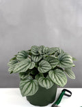 Peperomia Frost - Plant Proper - 6" Pot