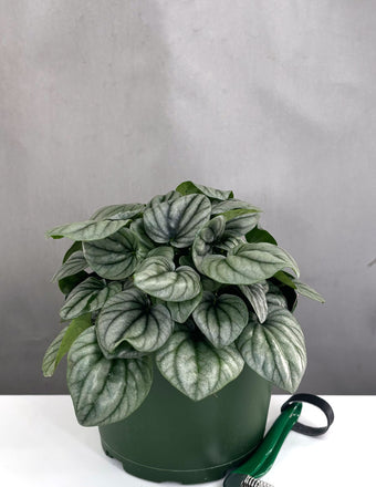 4" Peperomia Frost - Houseplants - Plant Proper