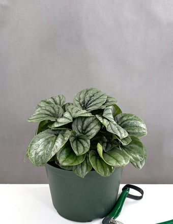 Peperomia Frost - Plant Proper - 6" Pot
