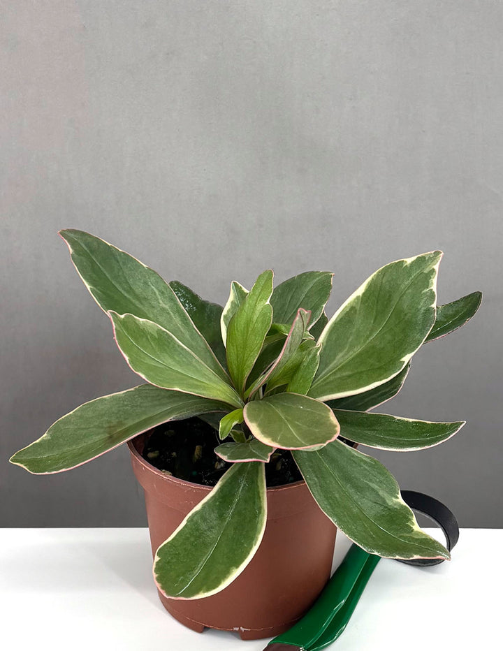 Peperomia Ginny - Plant Proper - 3" Pot