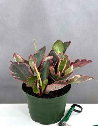 Peperomia Ginny - Plant Proper - 6" Pot