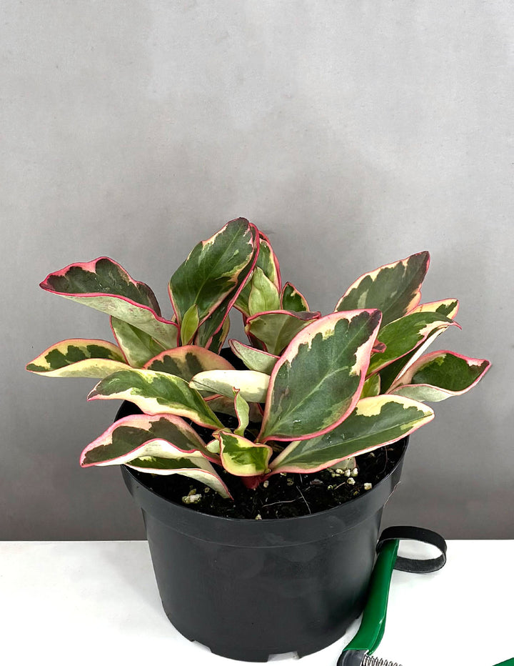 ginny and georgia plant Peperomia Ginny | Houseplants