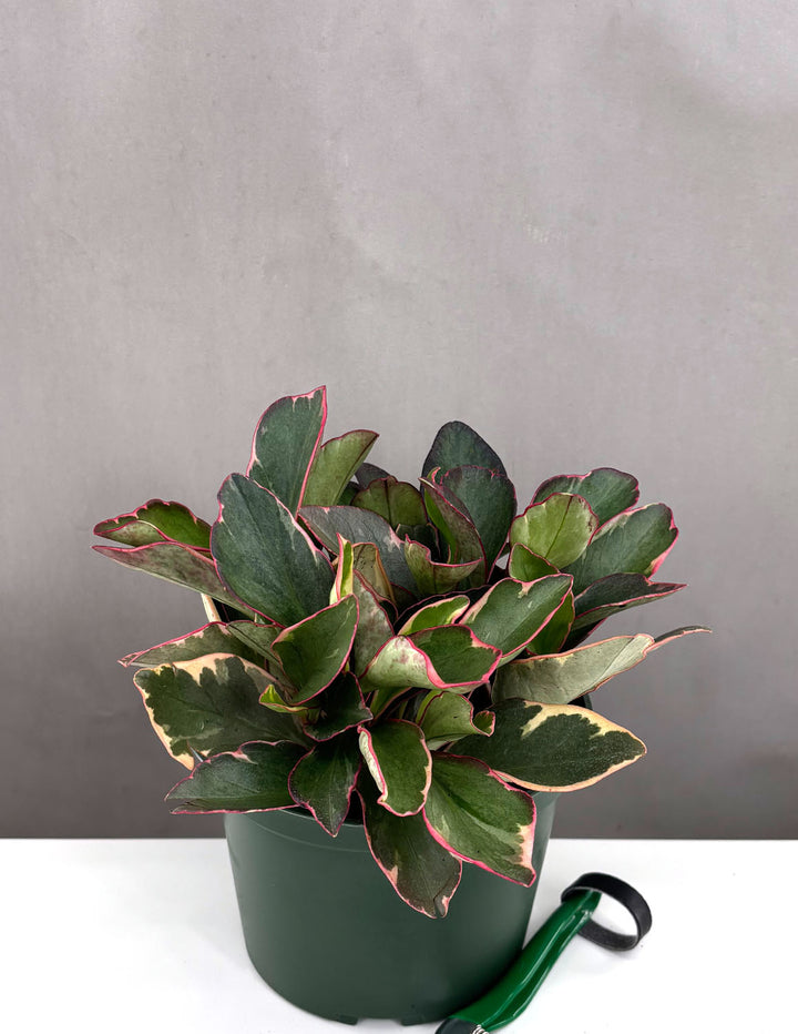 Peperomia Ginny - Plant Proper - 6" Pot
