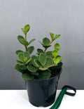 Peperomia Hope - Plant Proper - 4" Pot