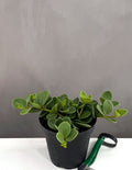 Peperomia Hope - Plant Proper - 4" Pot