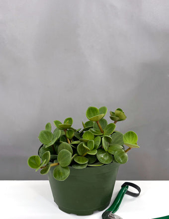 Peperomia Hope - Plant Proper - 6" Pot