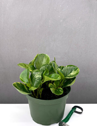 Peperomia Marble - Plant Proper - 6" Pot