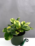 Peperomia Marble - Plant Proper - 6" Pot