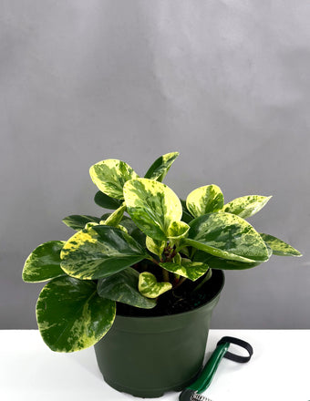 Peperomia Marble - Plant Proper - 6" Pot