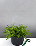 Peperomia Nevada - House Plant - Plant Proper - 6" Pot