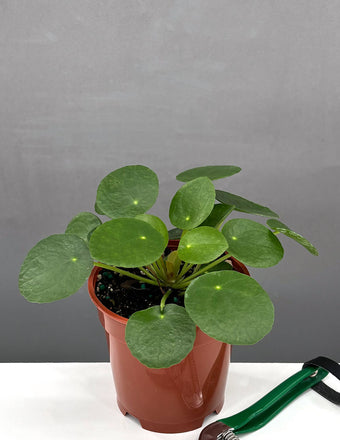 Peperomia Pilea - Plant Proper - 4" Pot
