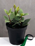 Peperomia Puteolata - Plant Proper - 4" Pot