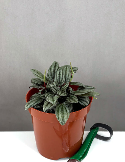 Peperomia Rosso - Plant Proper - 4" Pot