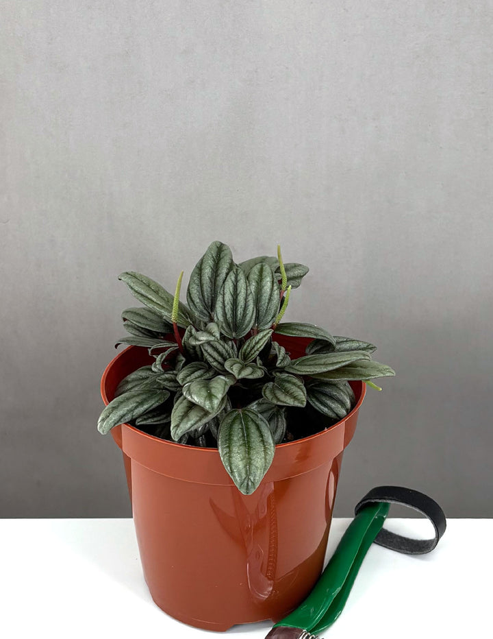 Peperomia Rosso - Plant Proper - 4" Pot