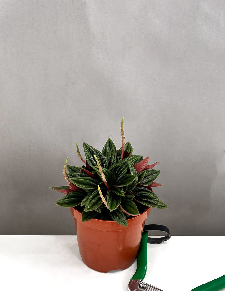Peperomia Rosso