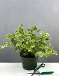 Peperomia Scandens Variegata Cupid - Plant Proper - 6" Pot