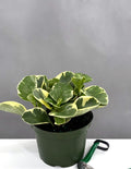 Variegated Peperomia - Plant Proper - 6" Pot