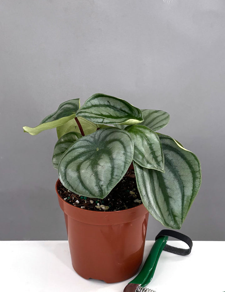 watermelon plant succulent Peperomia Watermelon