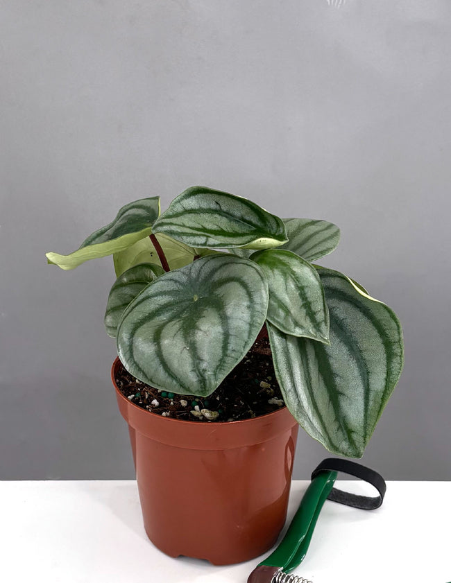 Peperomia Watermelon - Plant Proper - 4" Pot