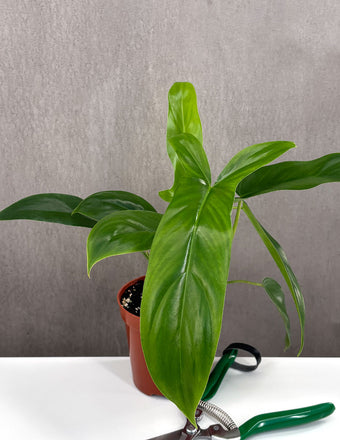 Philodendron 69686 - Plant Proper - 4" Pot