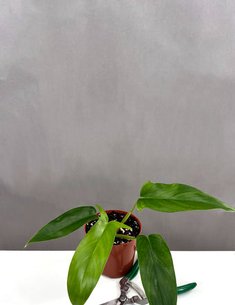 Philodendron 69686 - Plant Proper - 4" Pot