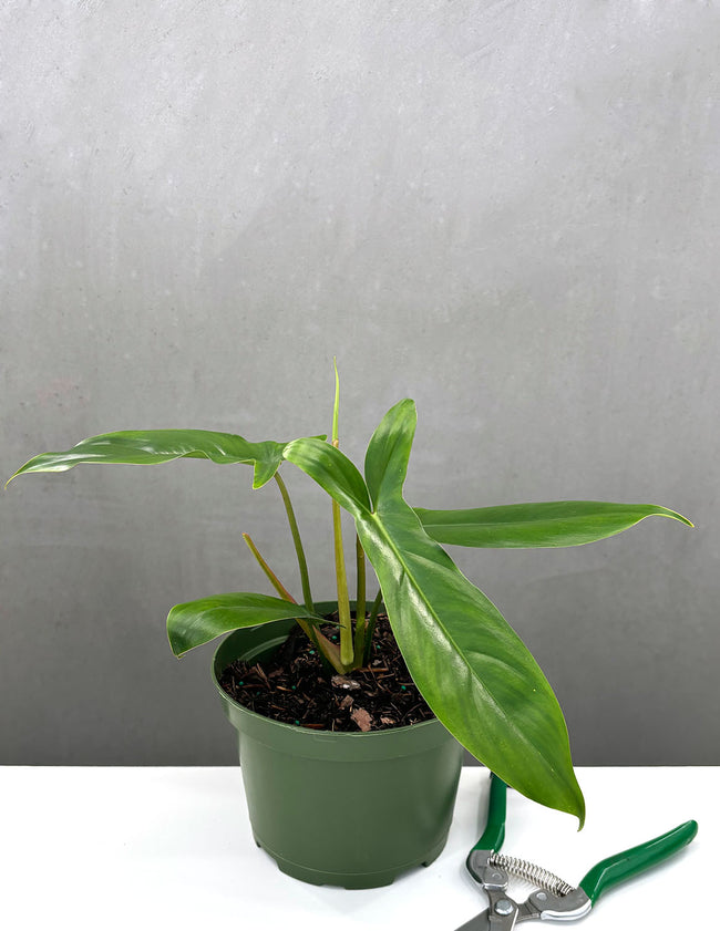 Philodendron 69686 - Plant Proper - 6" Pot