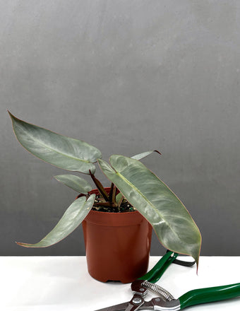 Philodendron Atabapoense - Plant Proper - 4" Pot