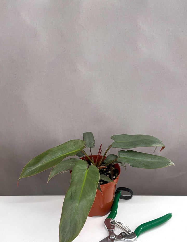 philodendron pet friendly Philodendron Atabapoense | Houseplant