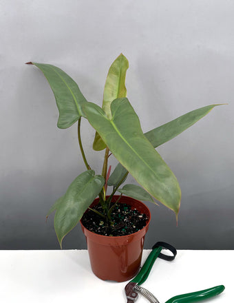 Philodendron Atabapoense - Plant Proper - 4" Pot