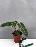 Philodendron Billietiae - Plant Proper - 4" pot