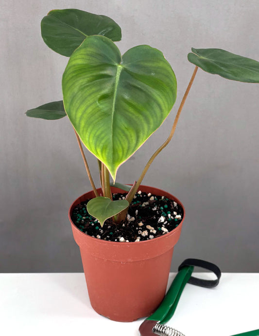 Philodendron Billienum - Plant Proper - 4" Pot