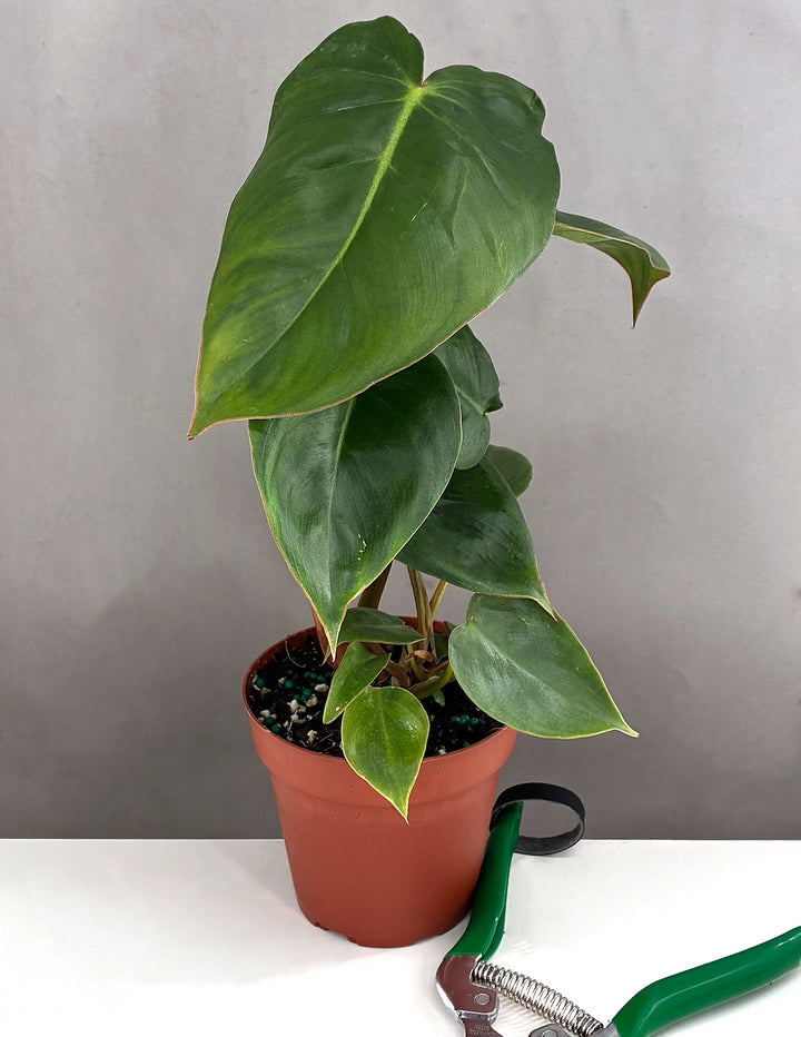 how much is a philodendron plant Philodendron Billienum