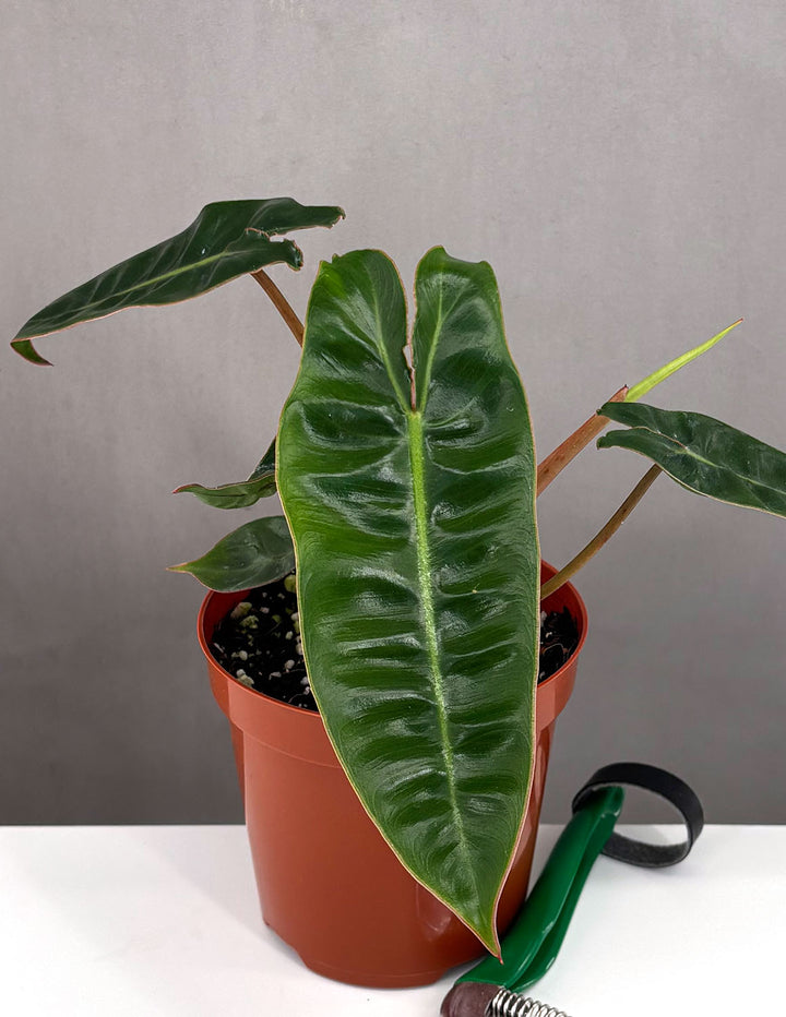 Billienum Philodendron - Live Starter Plants - Philodendron Billietiae x Pastazanum