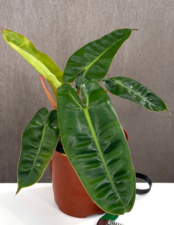 Philodendron Billietiae - Plant Proper - 4" pot